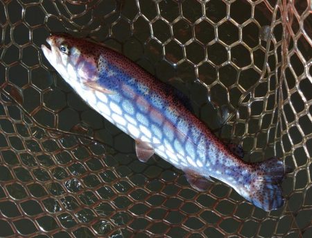 大安トラウトレイク釣果